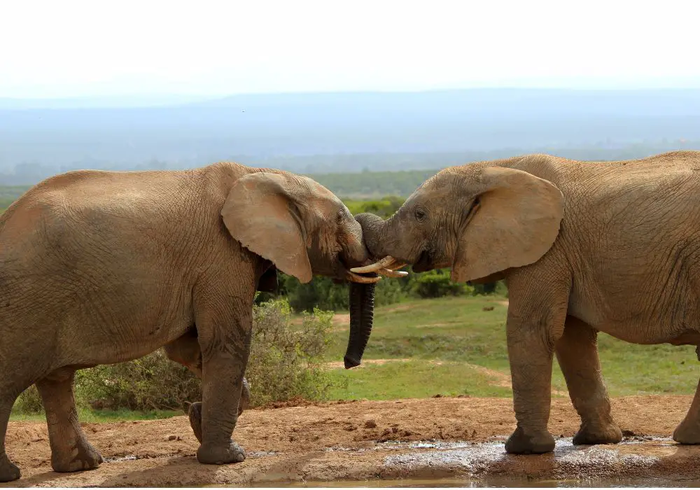 Animal Species with Ivory Teeth