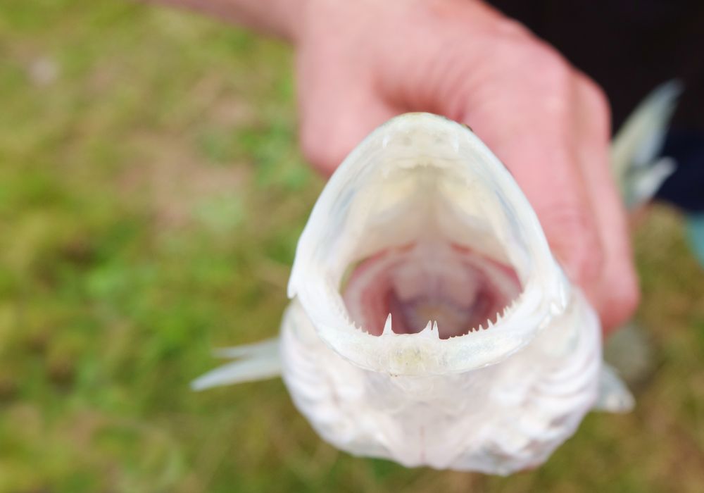 Are Fish Teeth Sharp?
