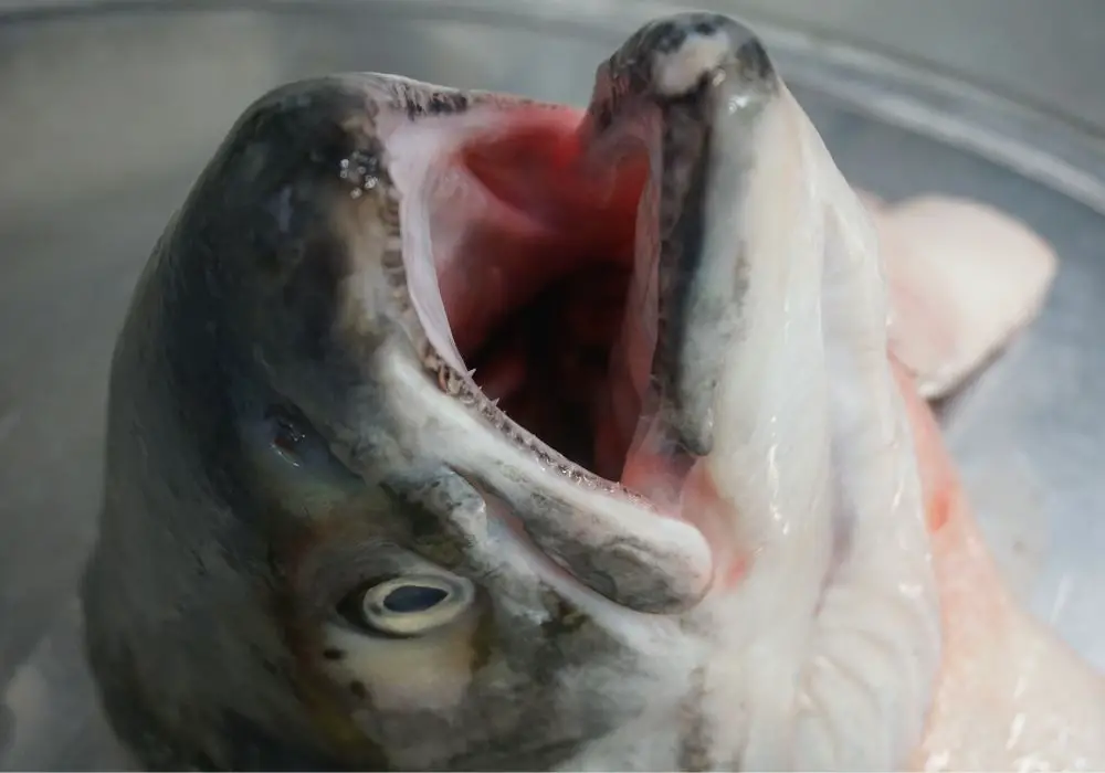 Sharp Fish Teeth(03)