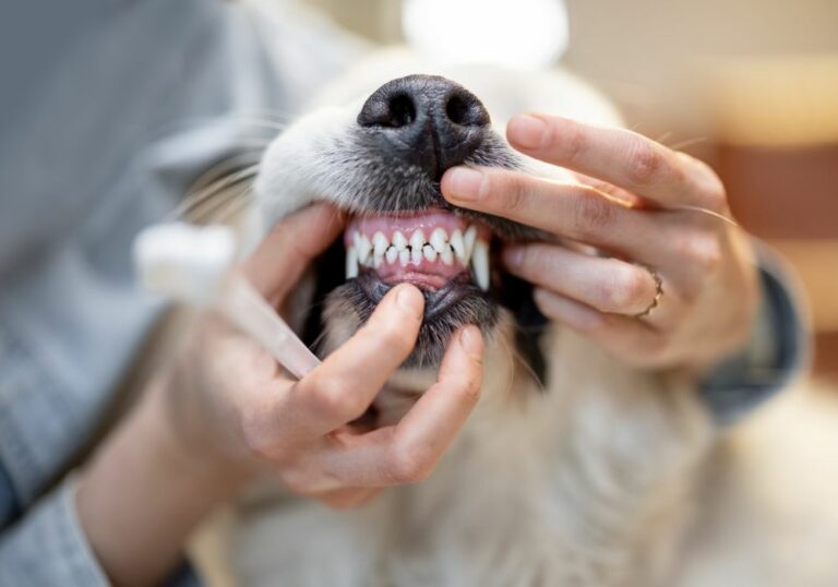 Can I Pick the Tartar Off My Dog’s Teeth? (Tips and Precautions)