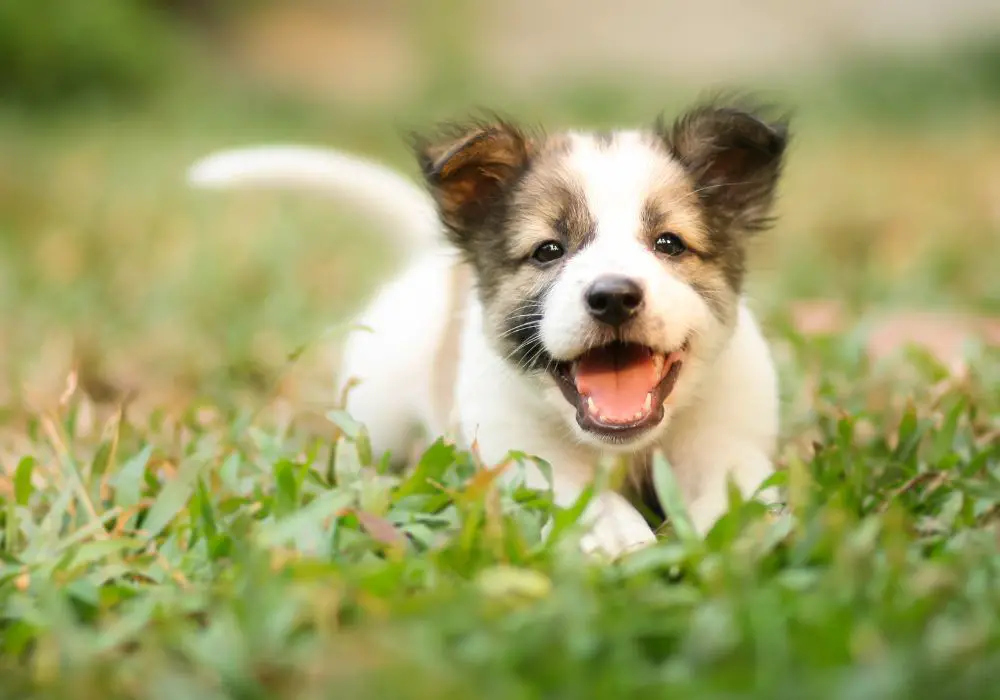 Causes of Bad Breath in Teething Puppies