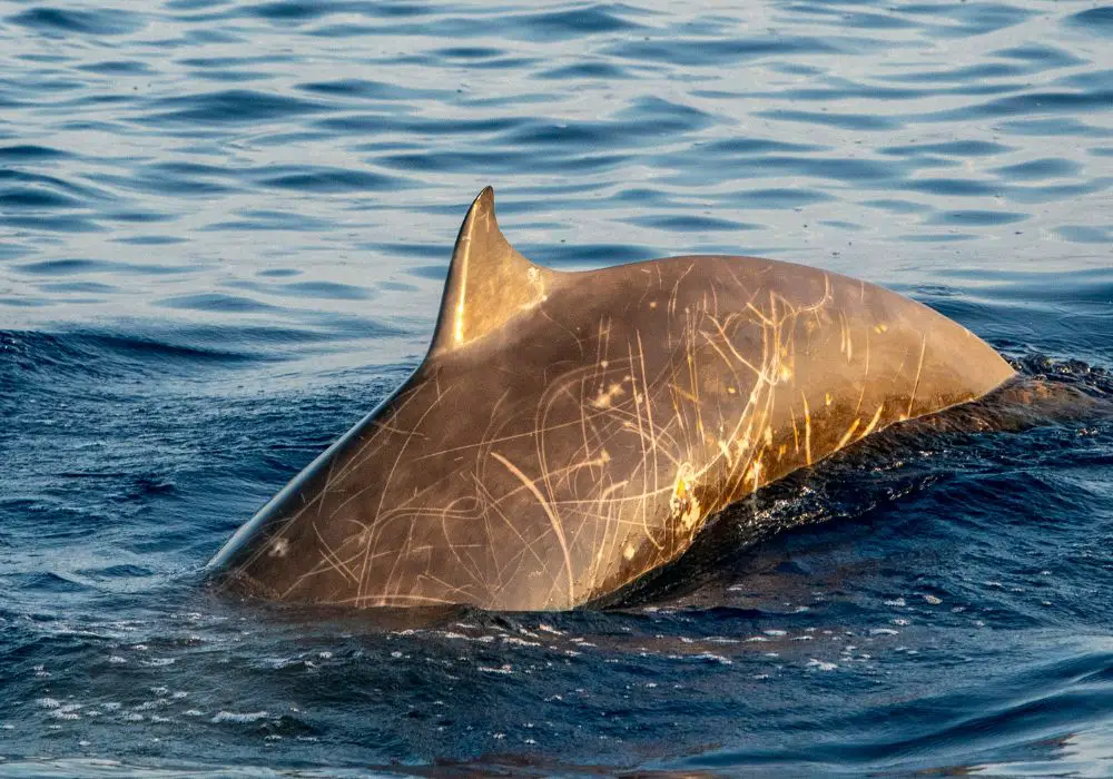 Conservation Status of Toothed Whales