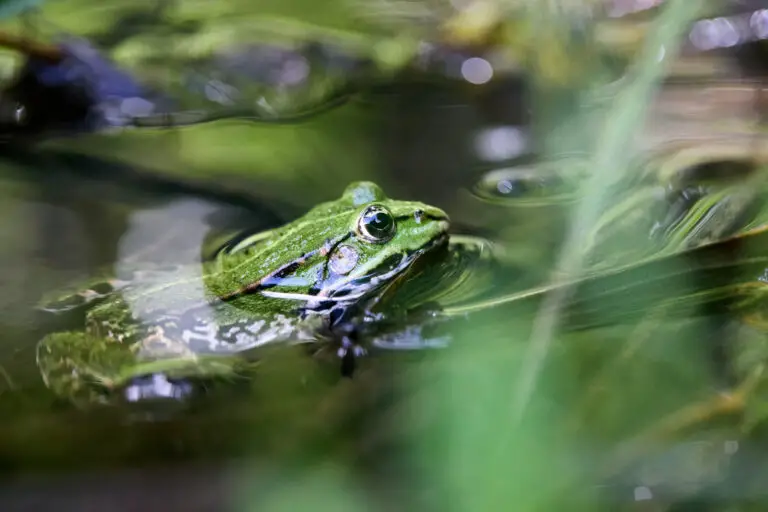 Did Frogs Ever Have Teeth? Exploring the Evolutionary History of Amphibians