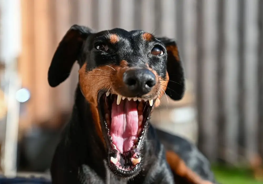 Differences Between Aggression and Happiness in Dogs