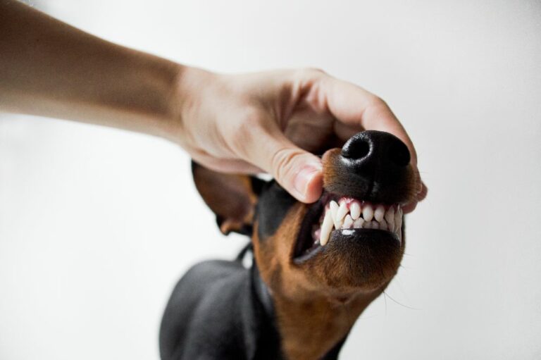 Do Dogs’ Teeth Get Sharper? Uncovering the Truth