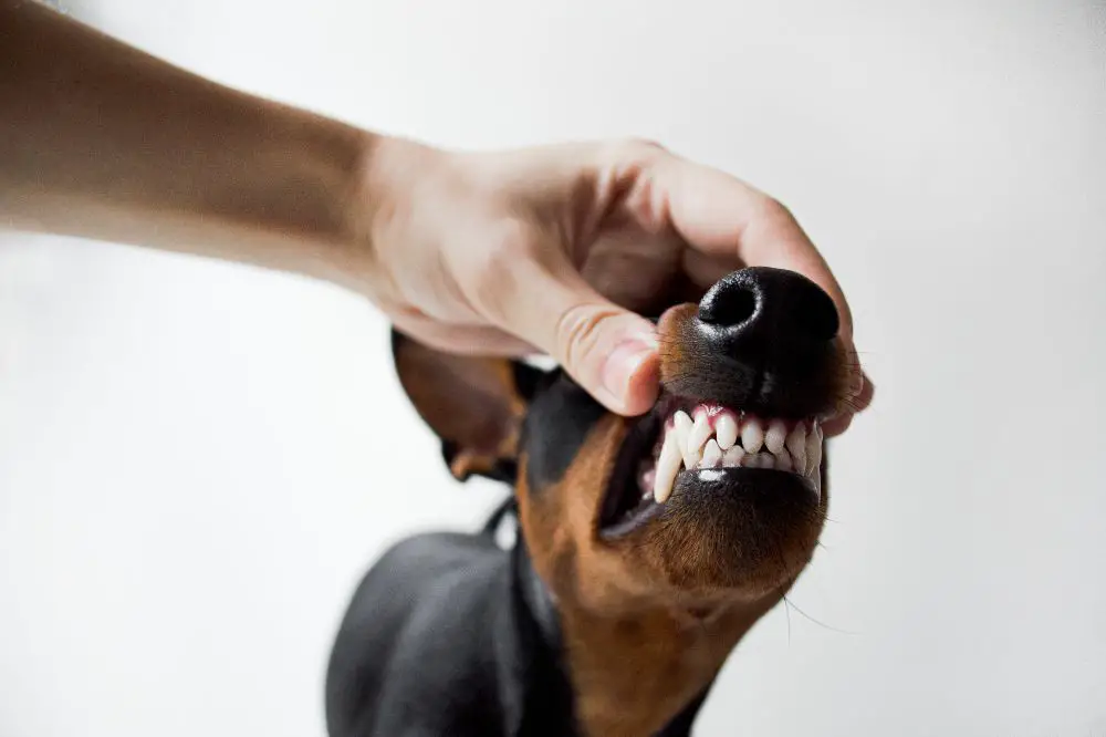 Do Dogs' Teeth Get Sharper? Uncovering the Truth
