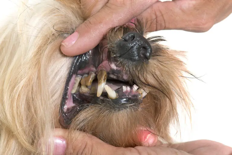 Do Dogs’ Teeth Hurt When They Rot? Exploring the Painful Consequences of Dental Decay in Dogs