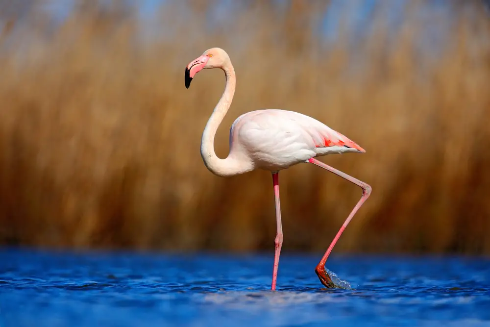 Do Flamingos Have Teeth? Here's What You Need to Know