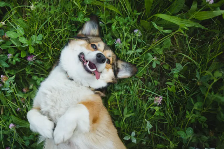 Do Some Dogs Show Teeth When Happy? Exploring Canine Expressions of Joy