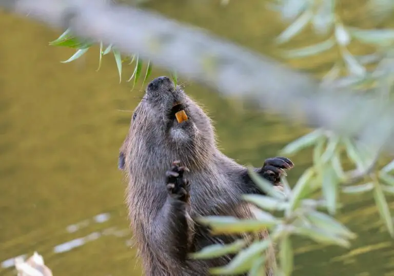 Do Beavers’ Teeth Rust? Exploring the Myth and Facts