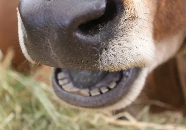 Do Cows Have Top Teeth? Exploring the Dental Anatomy of Cows