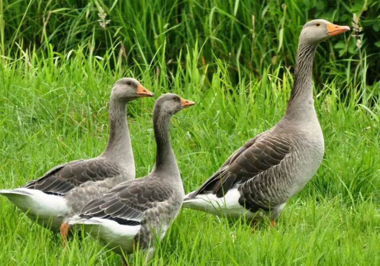 Do Geese Teeth Hurt? The Truth About Geese Dental Health