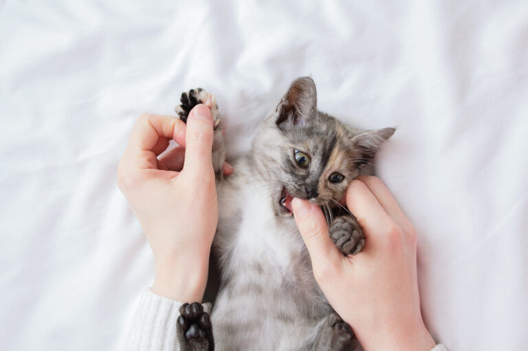 Do Kittens Bite More When Teething? Exploring the Connection Between Teething and Kitten Biting