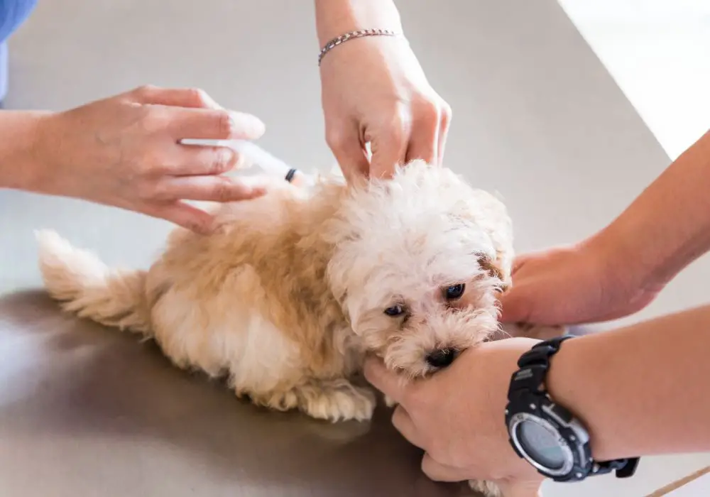 Does It Hurt When Puppy Teeth Fall Out?