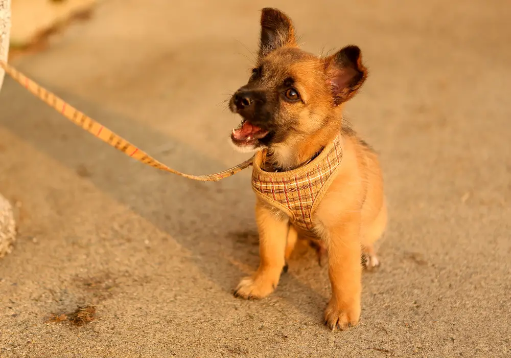 Does It Hurt When Puppy Teeth Fall Out?