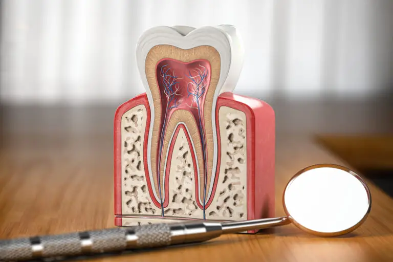 Does a Tooth Have a Vein? Exploring the Anatomy of Teeth