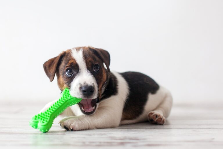 Does it Hurt When Puppy Teeth Fall Out? A Friendly Guide for New Puppy Owners