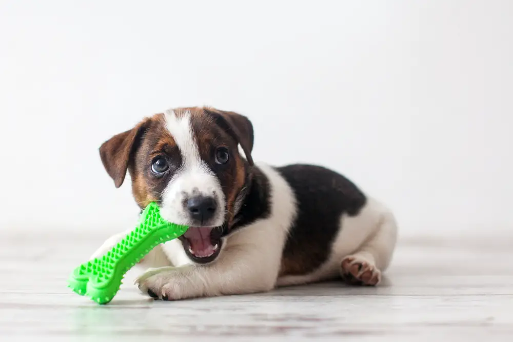 Does it Hurt When Puppy Teeth Fall Out? A Friendly Guide for New Puppy