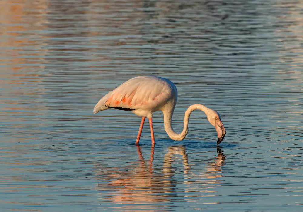 Eating Habits of Flamingos