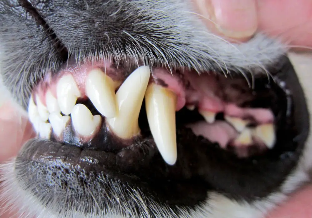 Effects of Tooth Decay on Dogs