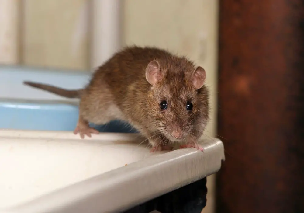 Factors Influencing Rats Biting Ability