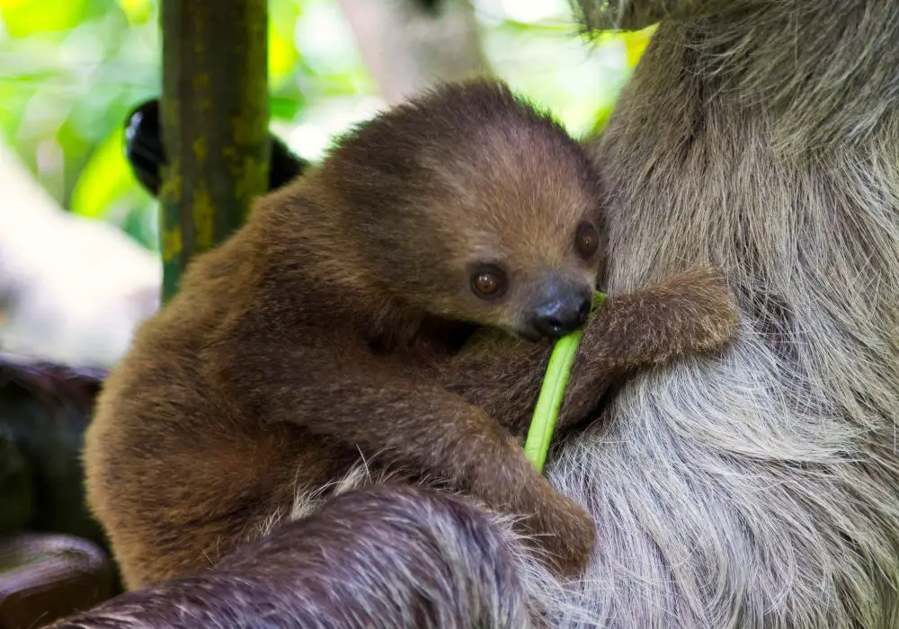 Feeding Habits of Sloths
