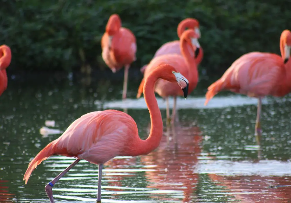 Flamingo Anatomy