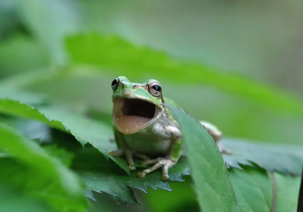 Genetic Traces of Teeth in Frogs