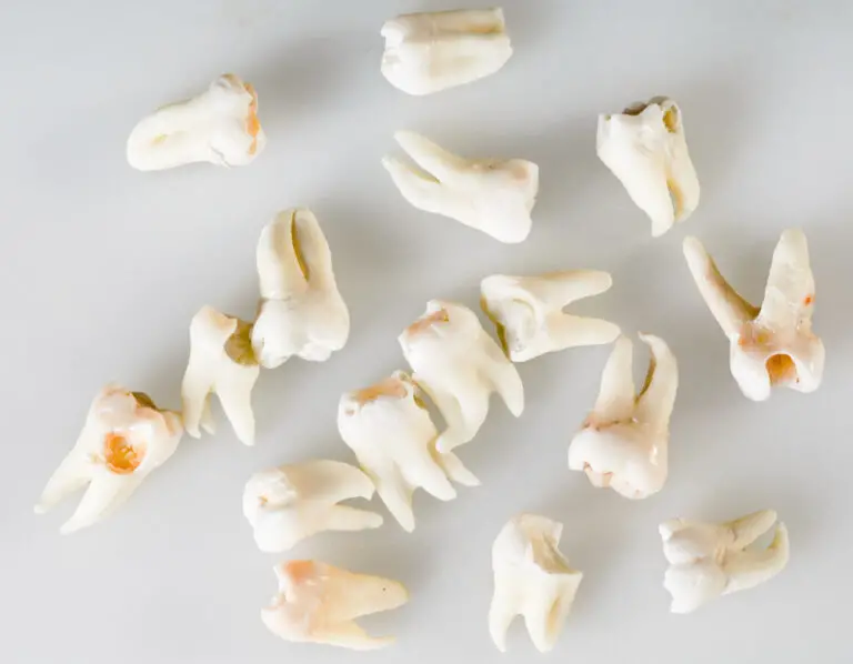 How Big is a Human Tooth? A Quick Guide to Tooth Size
