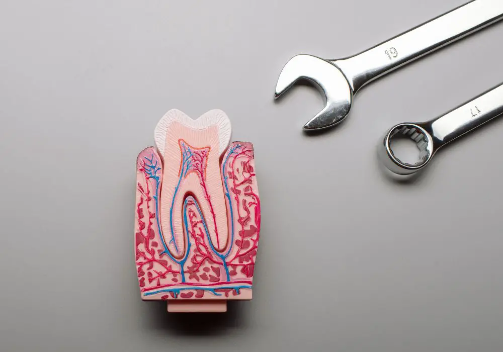 How Blood Reaches the Teeth