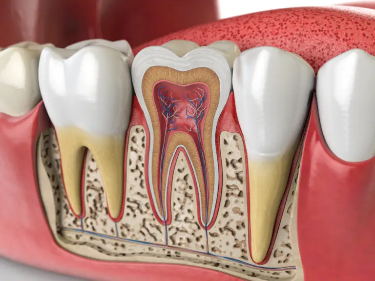 How Deep Does a Tooth Go? Exploring Tooth Anatomy