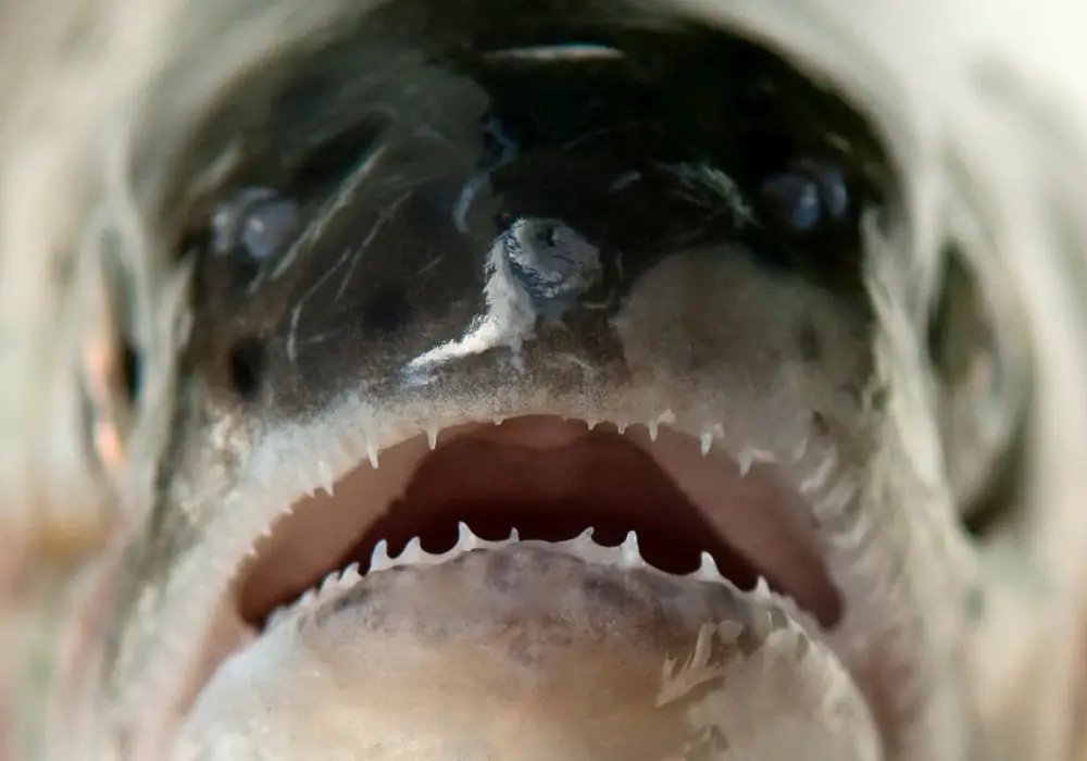 How Fish Use Their Sharp Teeth?