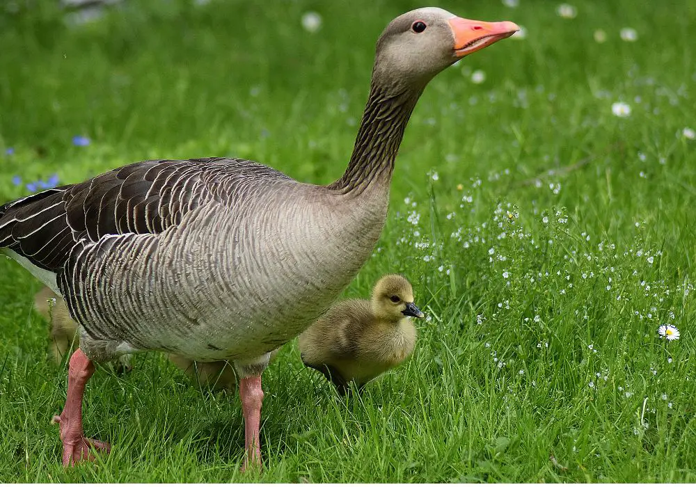 How Geese Use Their Teeth?