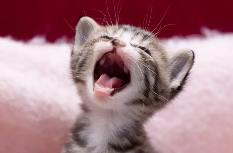 How Kittens Act When Losing Teeth: A Guide for Cat Owners