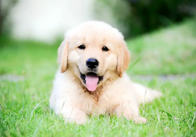 How to Soothe Your Teething Puppy’s Bad Breath