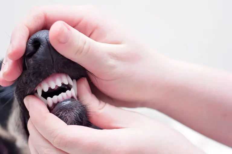 How to Trim Your Dog’s Teeth: A Friendly Guide