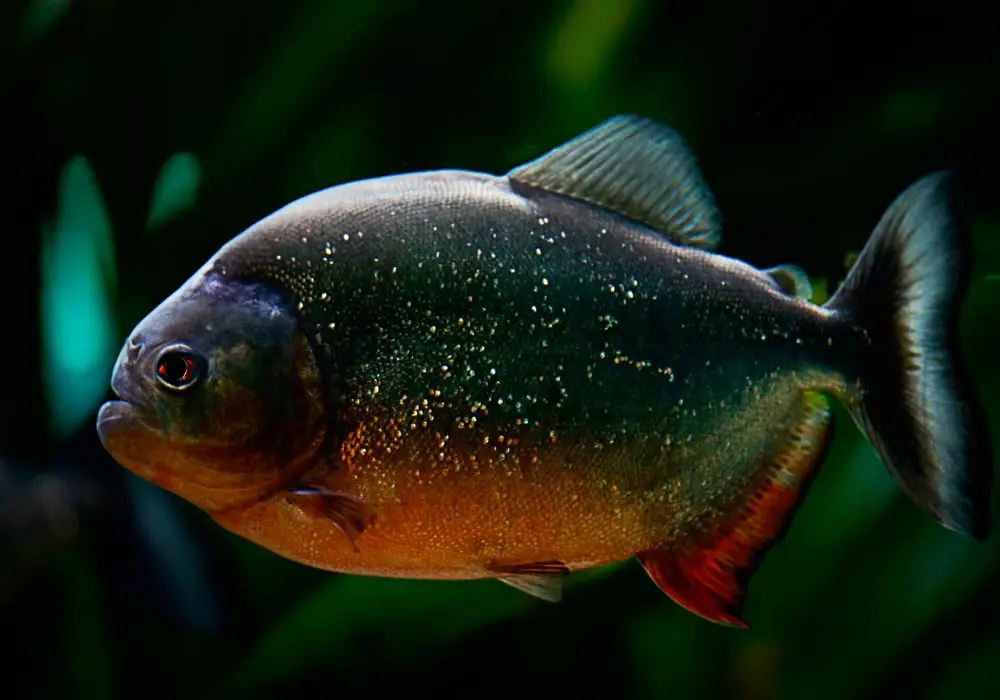 Identifying Fish With Black Teeth