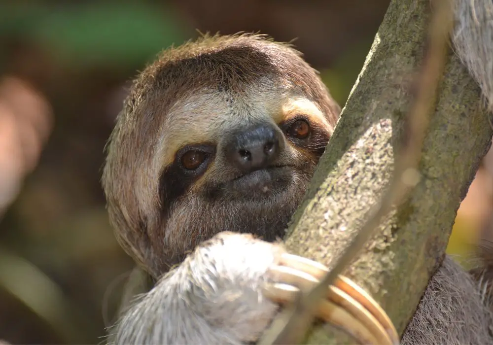 Impact of Teeth on Sloth Behavior