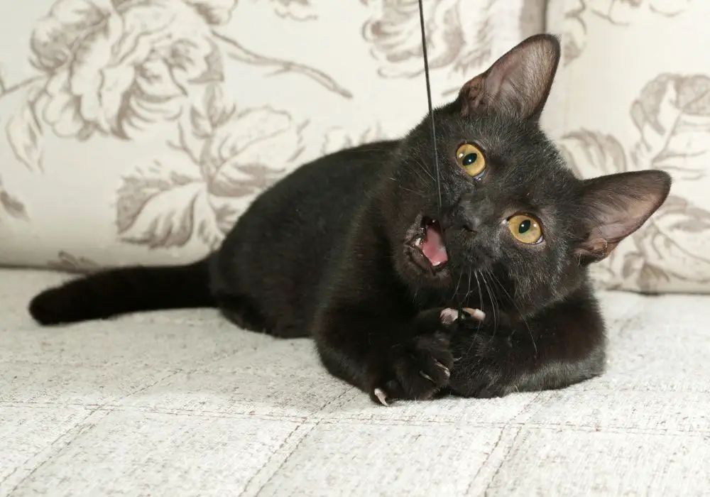Kitten Behavior During Teething