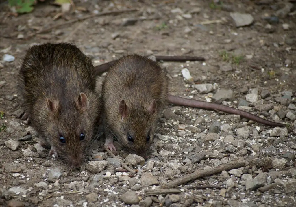 What Can Rat Teeth Bite Through? (A Comprehensive Guide)