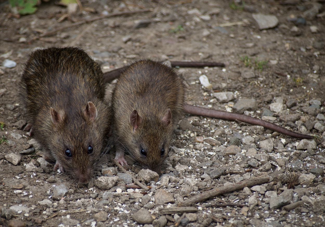 Materials Rats Teeth Can Bite Through