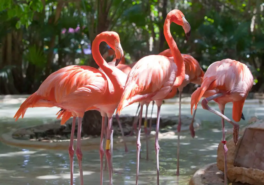Misconceptions About Flamingos