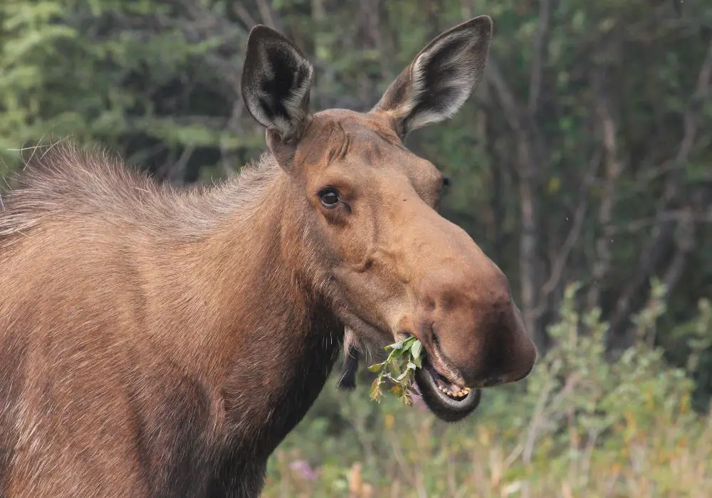 Moose Teeth Vs. Other Mammals' Teeth