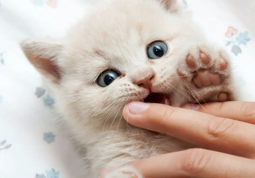 Preventing Biting During Teething