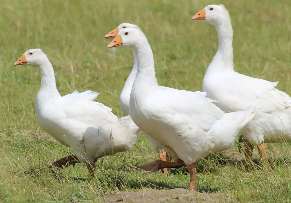 Preventing Goose Bites