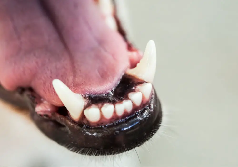 Professional Teeth Trimming for Dogs