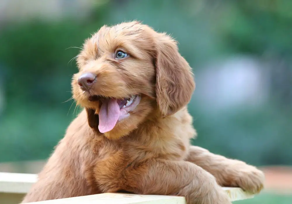 Puppy Teething Timeline