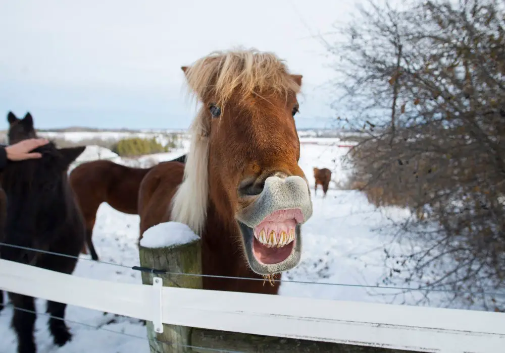 Responding to a Horse Showing Teeth