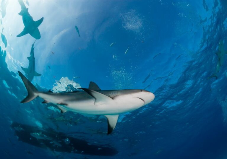 How Strong Are Shark Teeth Really?