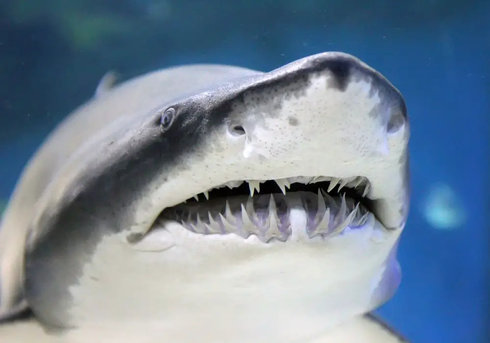 Shark Teeth in Human Perspective